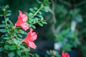 azalea bloemen in bloei - bloemenachtergrond foto