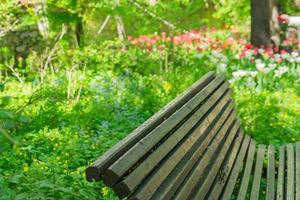 lege houten bank in bloeiend park in de lente foto