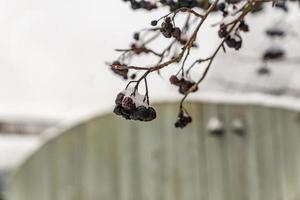 bos zwarte as bedekt met sneeuw foto