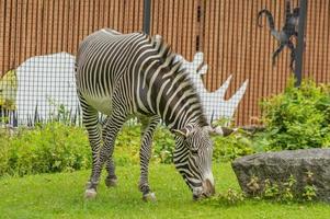 Afrikaanse zebra in het groene park in dierentuin foto