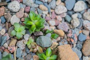 vetplanten in woestijn botanische tuin met zandsteen kiezelstenen achtergrond foto