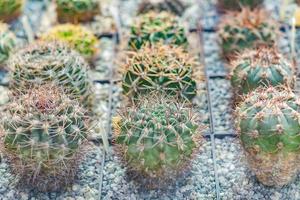 kleine ronde cactussen in potten te koop. bloemen etalage. foto