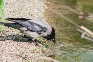 grijze kraai drinkt uit de vijver, dieren in het wild, stadsvogels foto