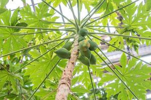 groene papaja aan de boom foto
