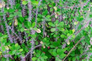 kleine groene bladeren achtergrond foto