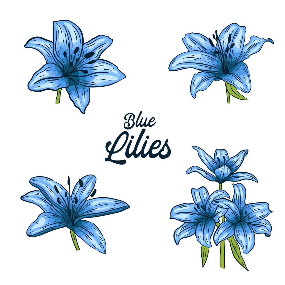 blauwe lelie bloemen, ingesteld op een witte achtergrond, vectorillustratie. vector