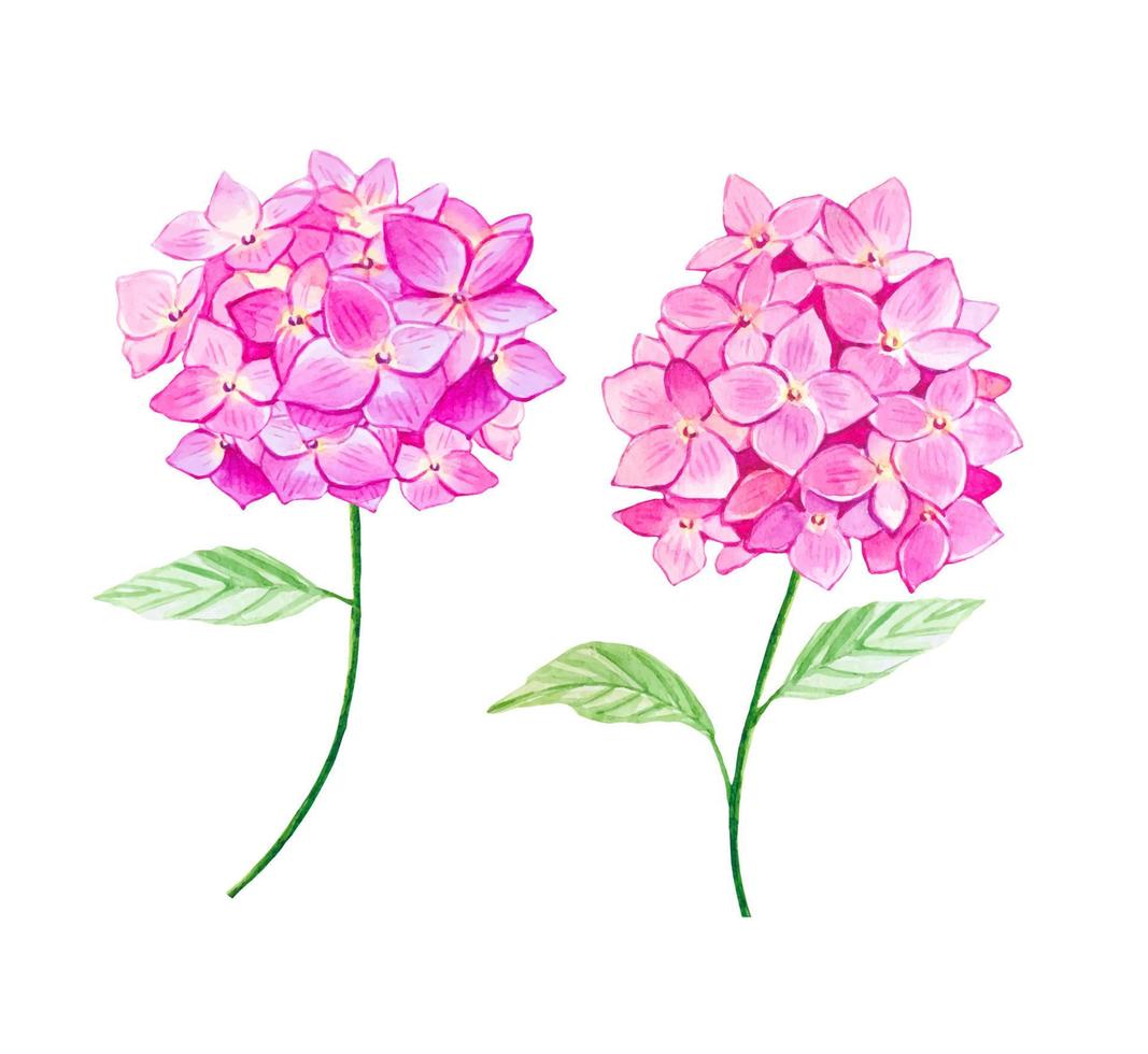 roze takjes hortensia in aquarel vector