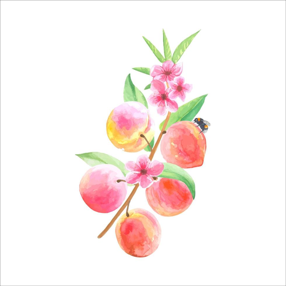 takje met perziken en bloemen, aquarel illustratie vector