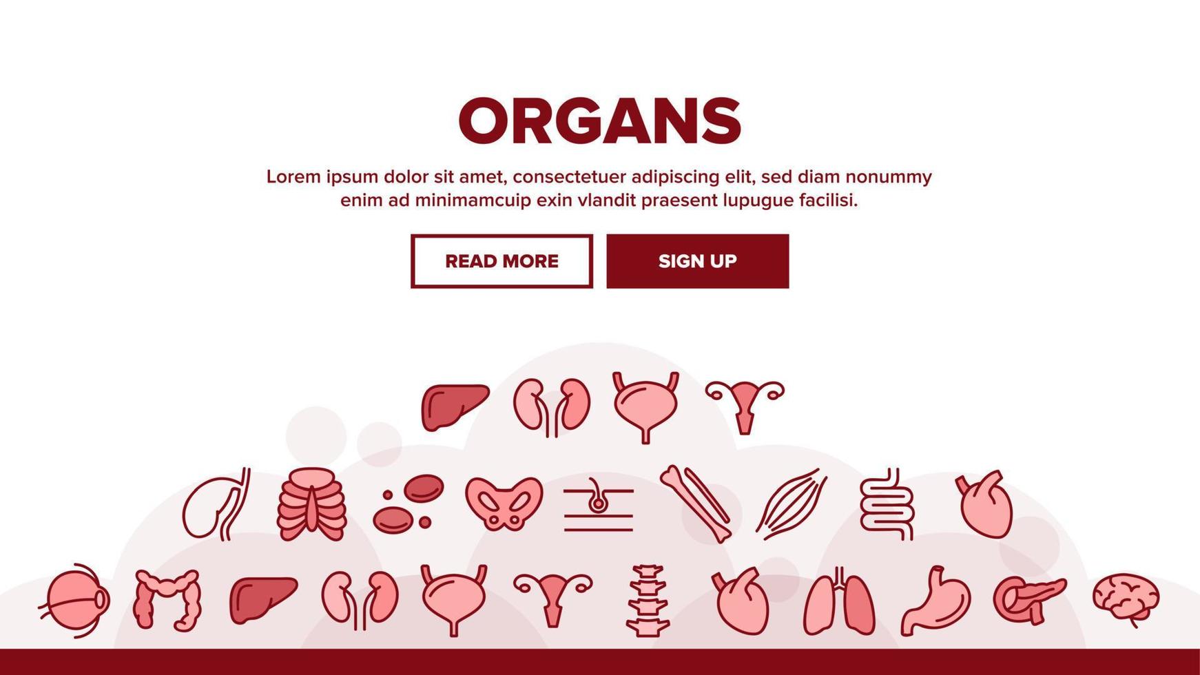 organen anatomische landing header vector