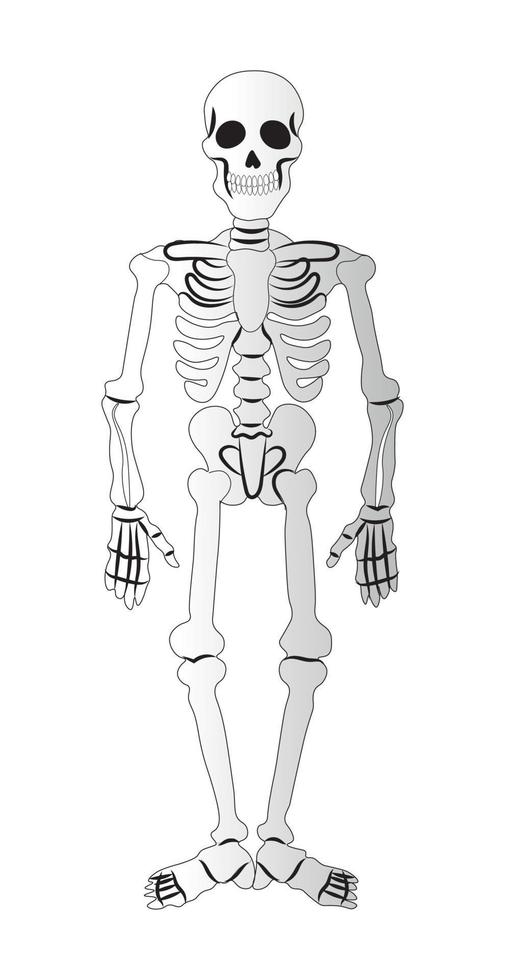 skelet op een witte achtergrond, onderdeel van de halloween-vakantie - vector