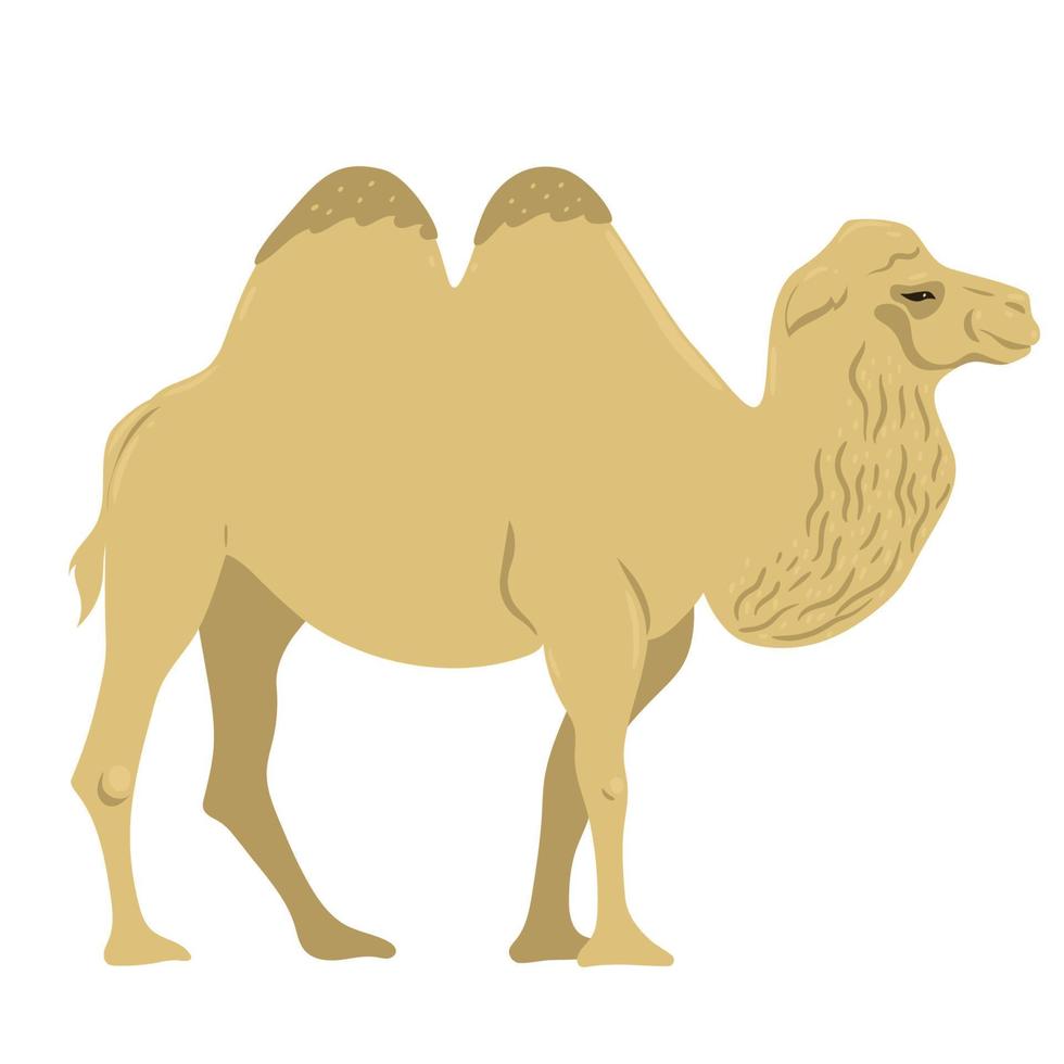 kameel geïsoleerd op een witte achtergrond. vectorafbeeldingen. vector