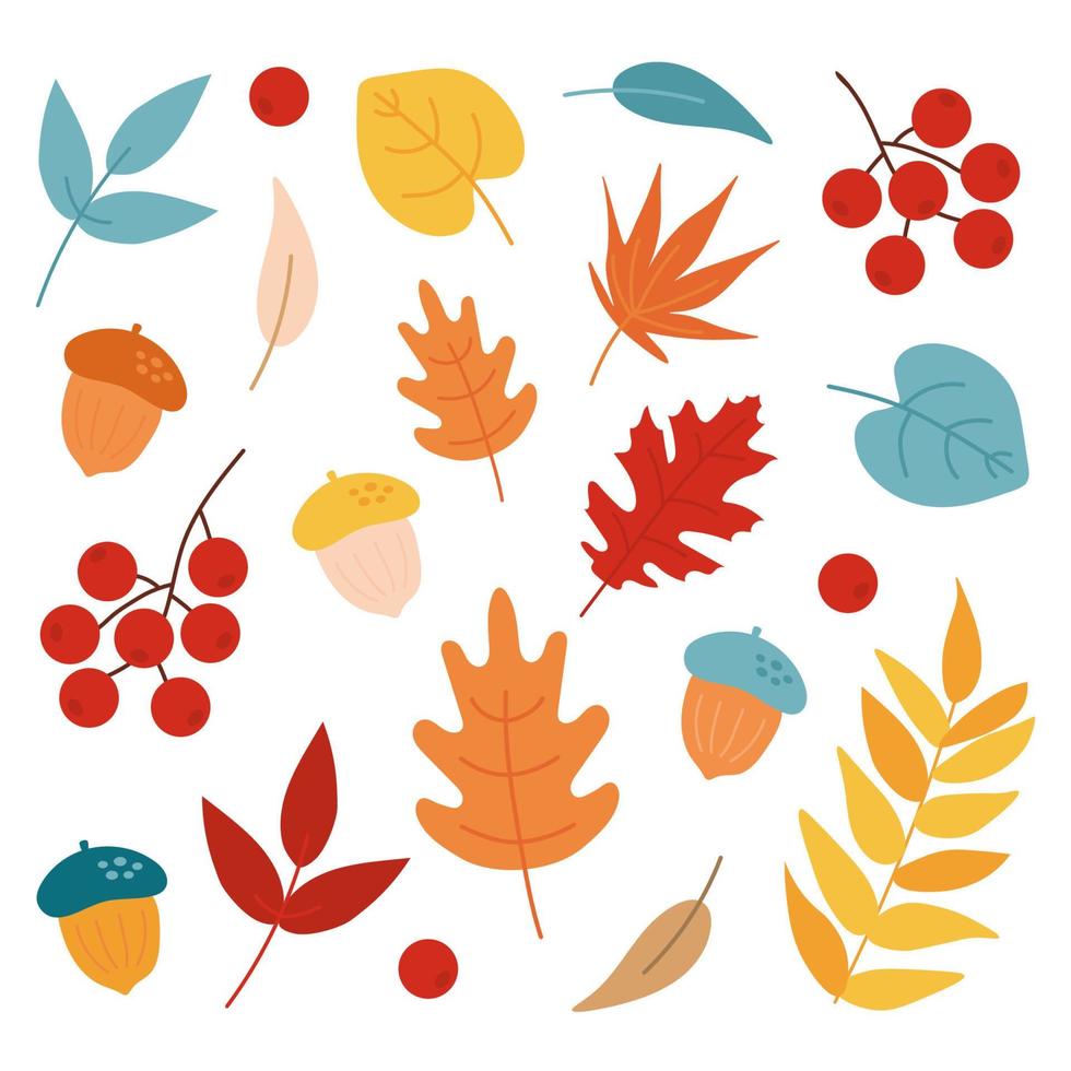 herfstbladeren set, eikels en rowan, geïsoleerd op een witte achtergrond. eenvoudige cartoon vlakke stijl. vector illustratie clipart. ontwerp voor stickers, logo, web en mobiele app. herfstblad ontwerpelementen