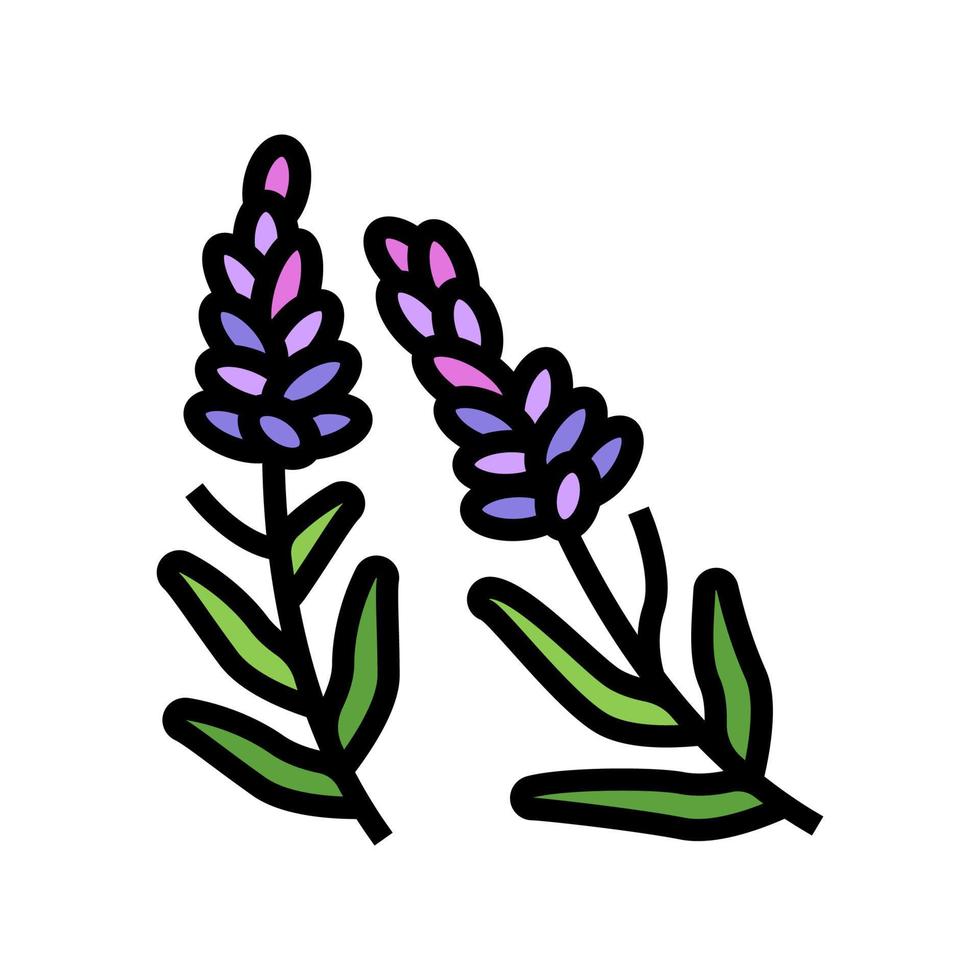 lavendel kruid kleur pictogram vectorillustratie vector