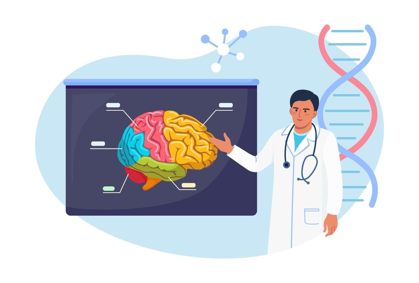 neurochirurg, neuroloog onderzoekt de hersenen. arts wijzend op medisch uithangbord bord met menselijk brein. arts of wetenschapper die lesgeeft over alzheimer, dementieziekte, mentale ziekte, neurologische ziekte vector