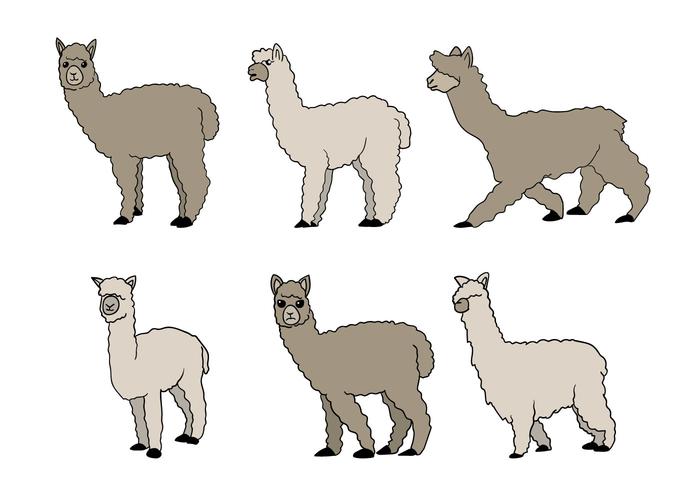 Alpaca vector