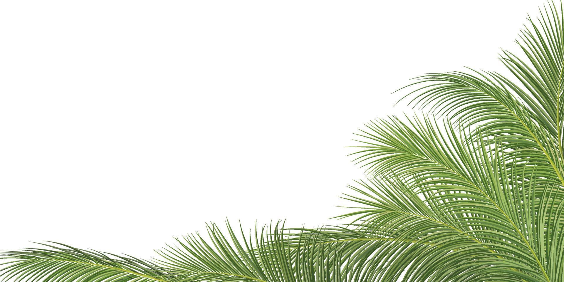 palmtak, kokosblad, tropische plant vector