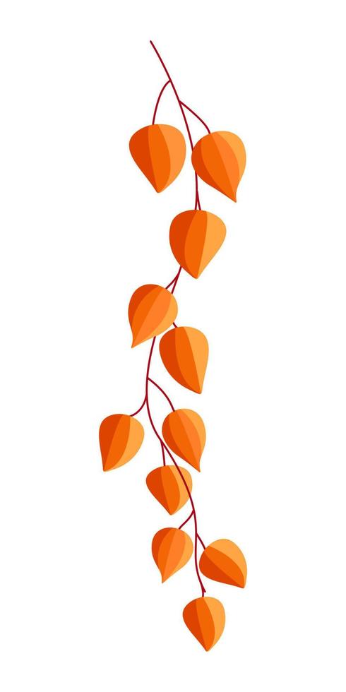 physalis bloemen, bessen en bladeren van een herfstplant. kleuren oranje vectorillustratie op een witte achtergrond vector