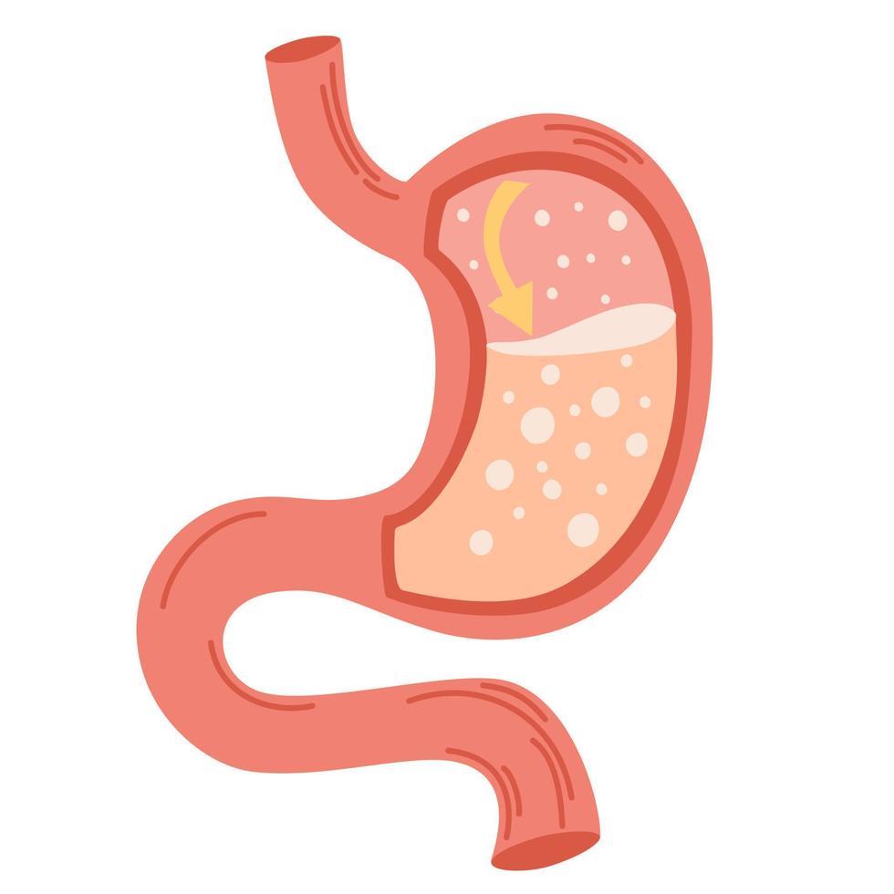 menselijke maag. gastro-oesofageale refluxziekte concept. ongezond maagconcept. brandend maagzuur, ziekte, ongemak, pijn. platte vectorillustratie geïsoleerd op wit vector