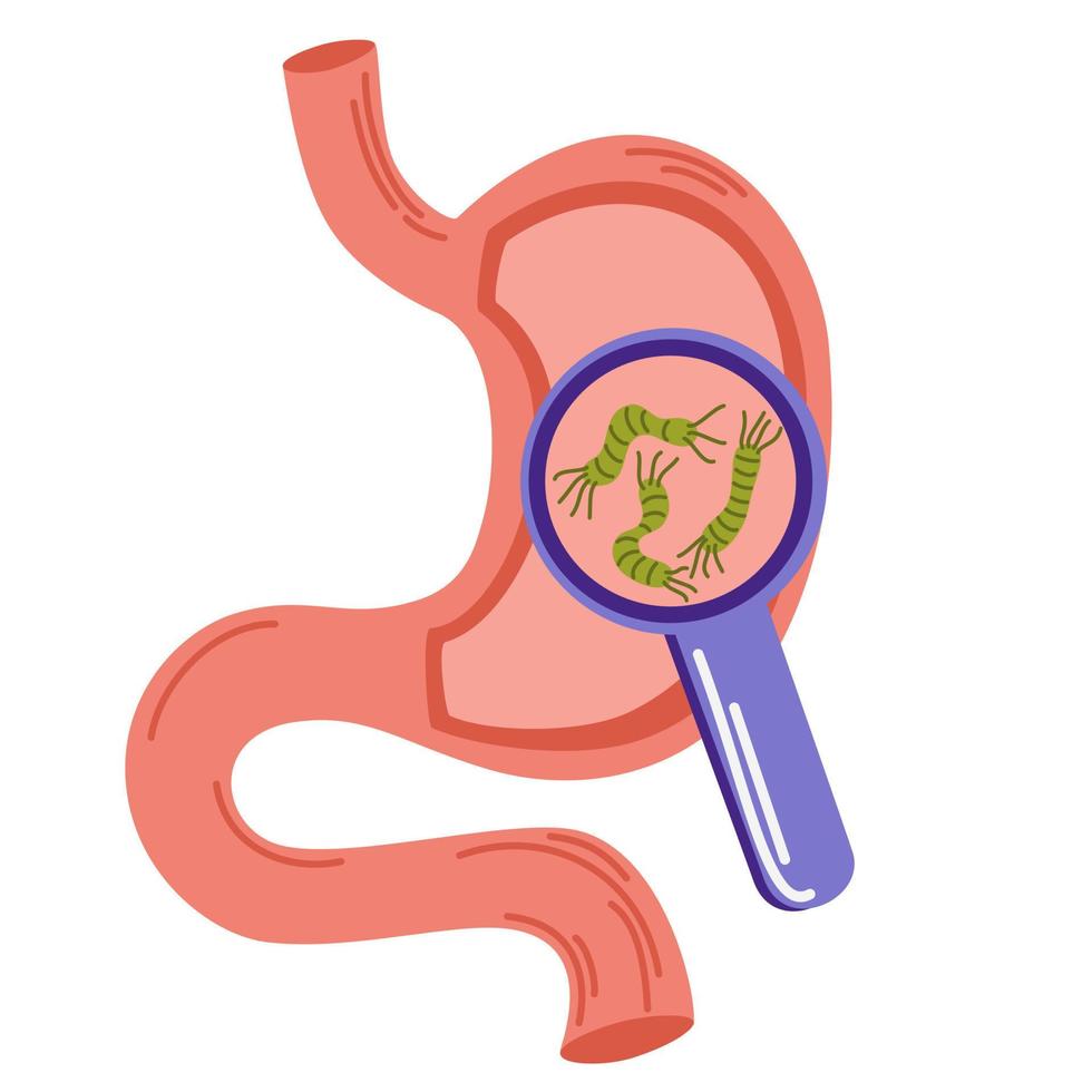 helicobacter pylori in de maag. bacteriën onder vergrootglas. maag ziekten. ongezond maagconcept. brandend maagzuur, ziekte, ongemak, pijn. platte vectorillustratie geïsoleerd op wit vector