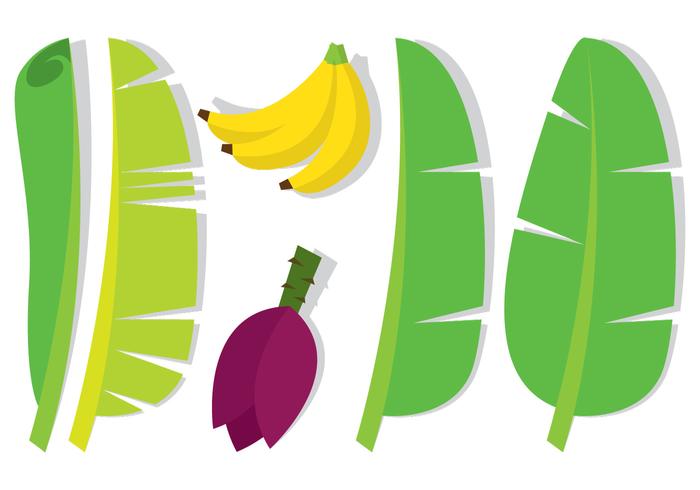 Bananenblad en Fruit vector
