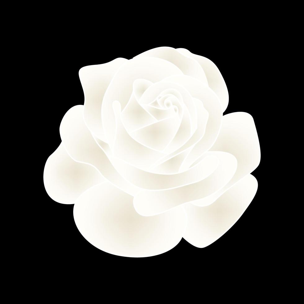 witte roos bloem vectorillustratie vector