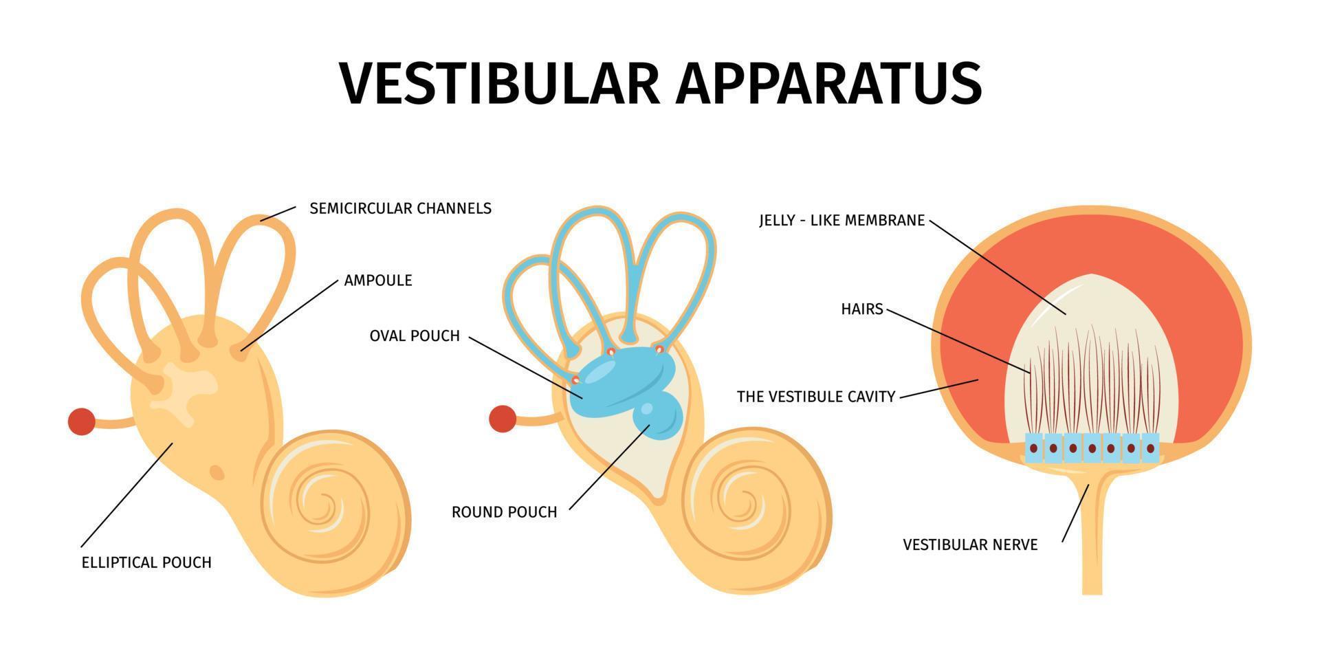 vestibulaire apparaat anatomie samenstelling vector