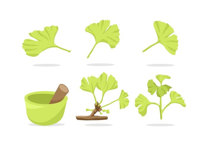 GRATIS GINKO VECTOR