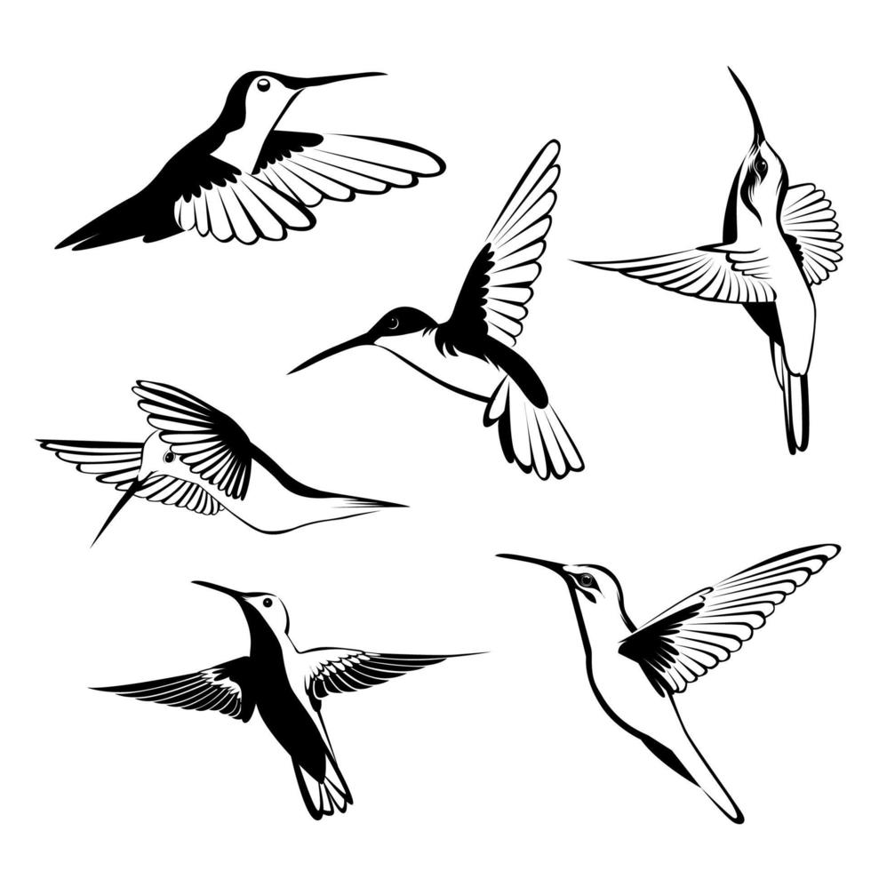 zwart witte kolibrie illustratie vector