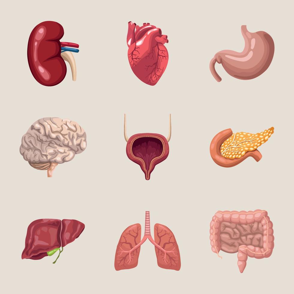 negen realistische menselijke organen vector