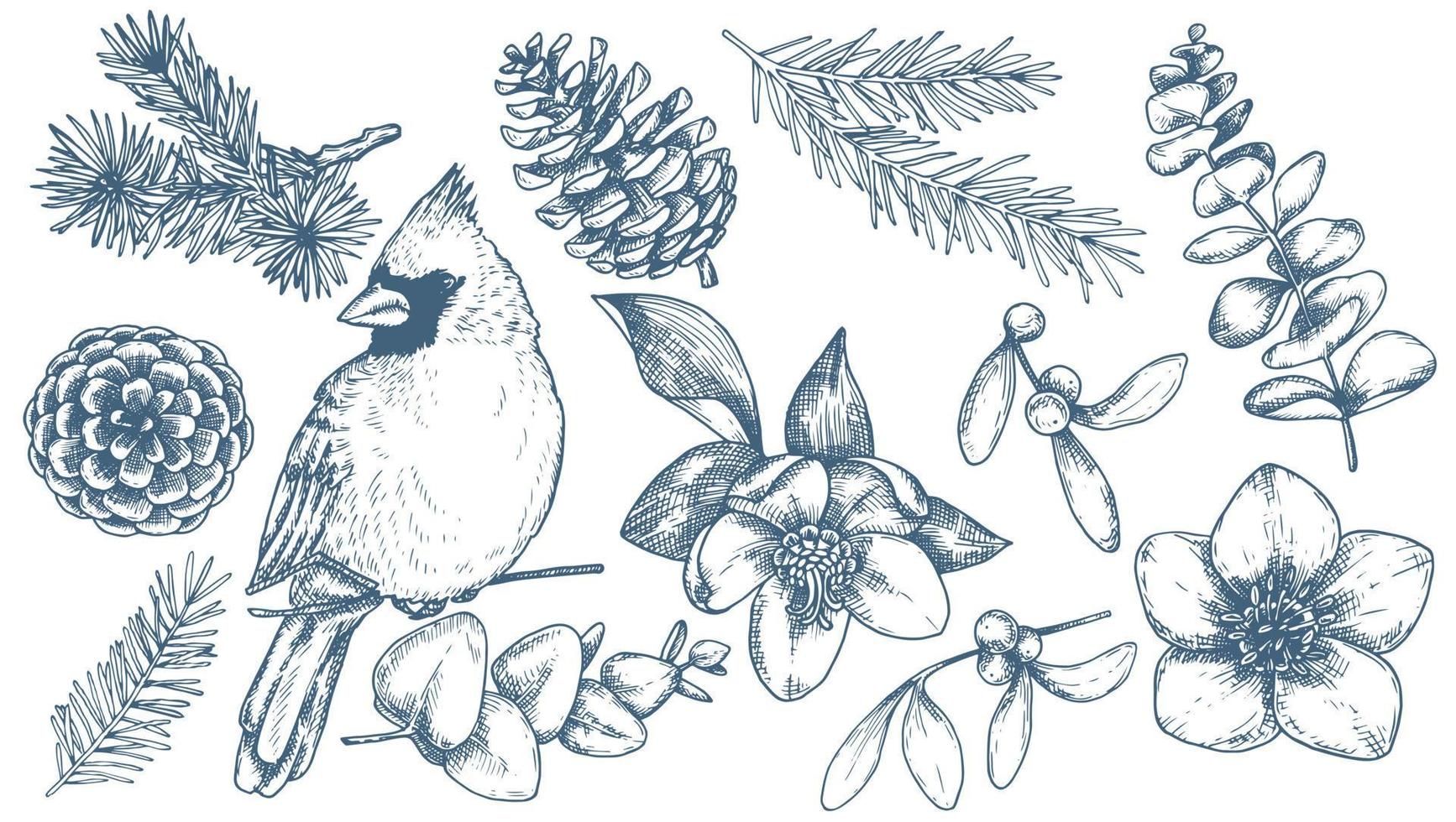 vector tekening. set kerstelementen, vintage stijl illustratie, schets, afbeelding. sparren takken, vogel, maretak, bloemen, eucalyptus