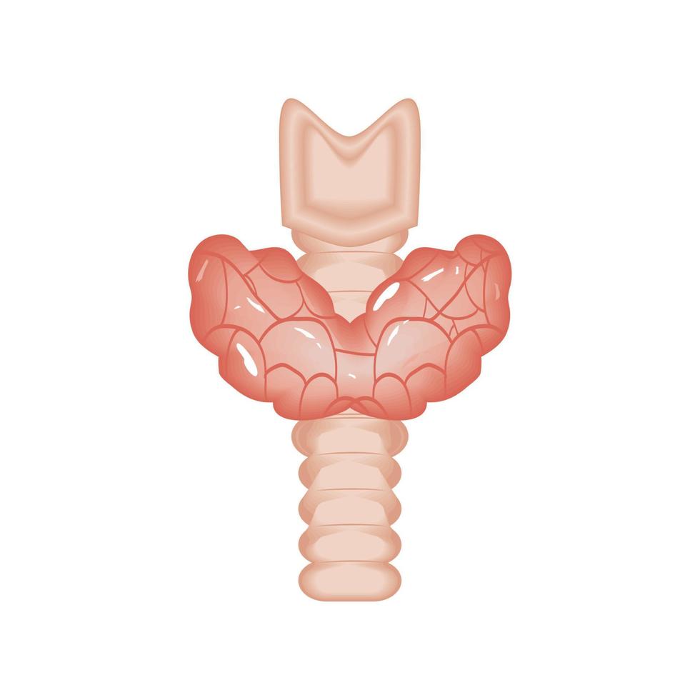 schildklier menselijk orgaan vector