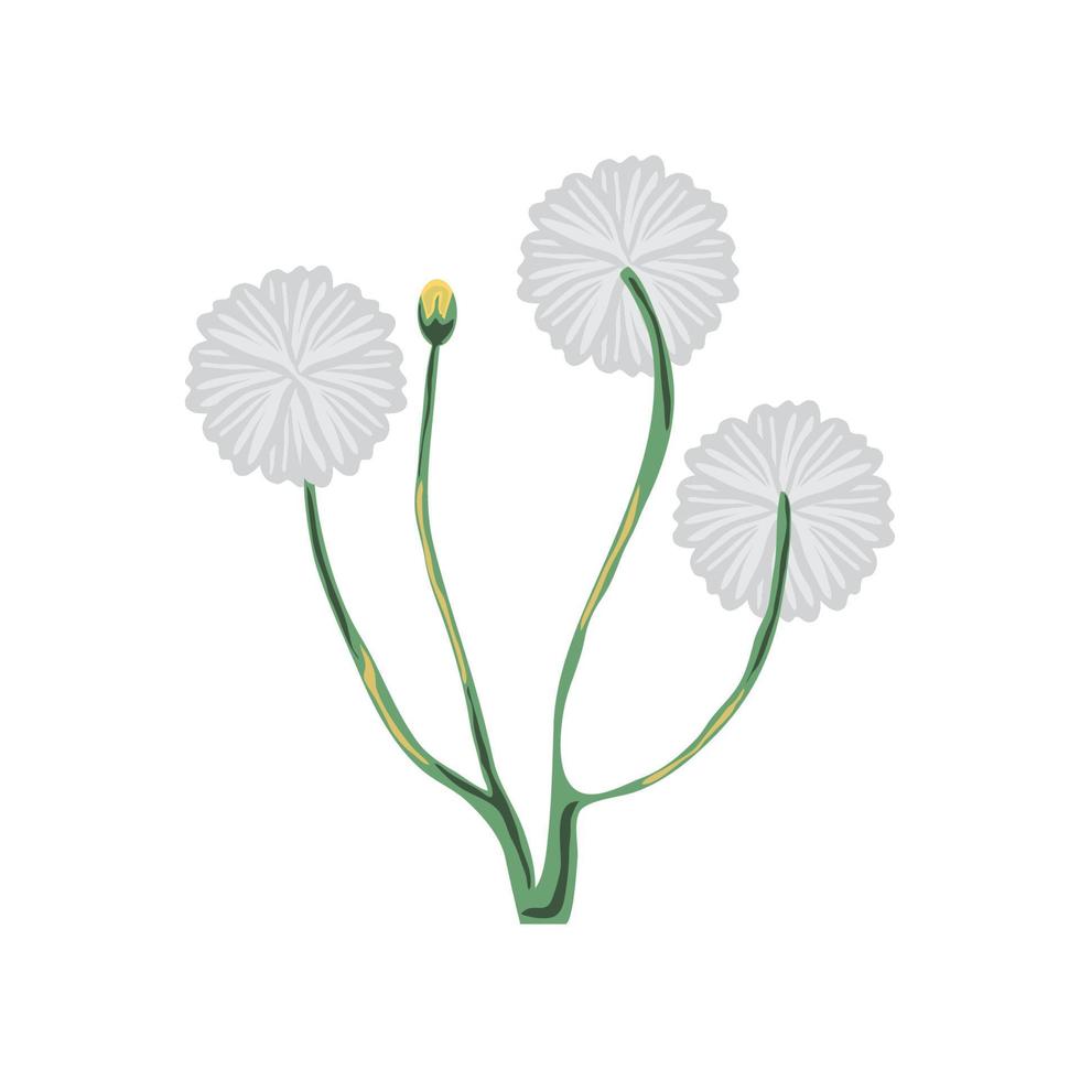 witte bloemen natuur vector