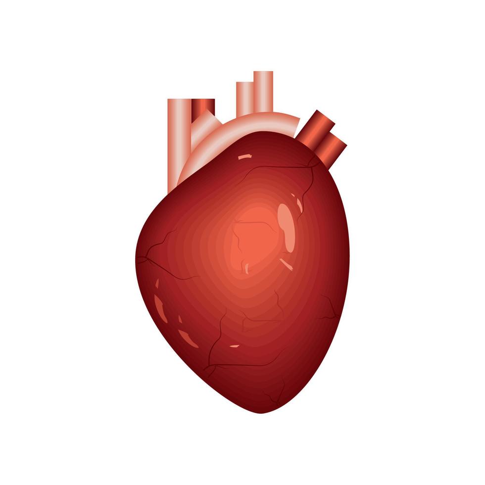 hart menselijk orgaan vector