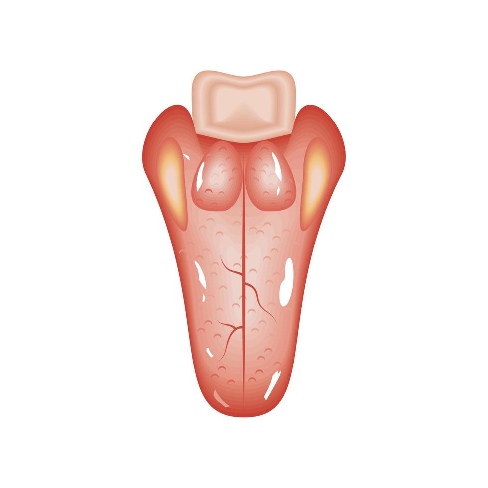 tong menselijk orgaan vector