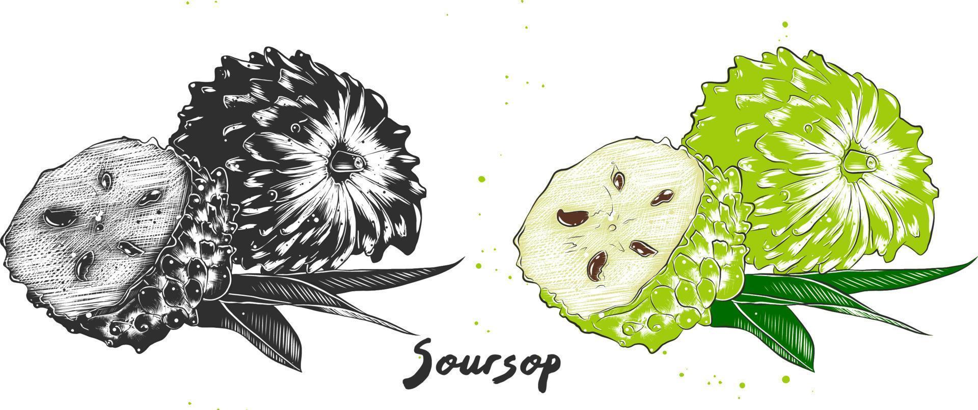 vector gegraveerde stijlillustratie voor posters, decoratie, verpakking en print. hand getrokken schets van zuurzak of guanabana in zwart-wit en kleurrijk. gedetailleerde vegetarische voedseltekening.