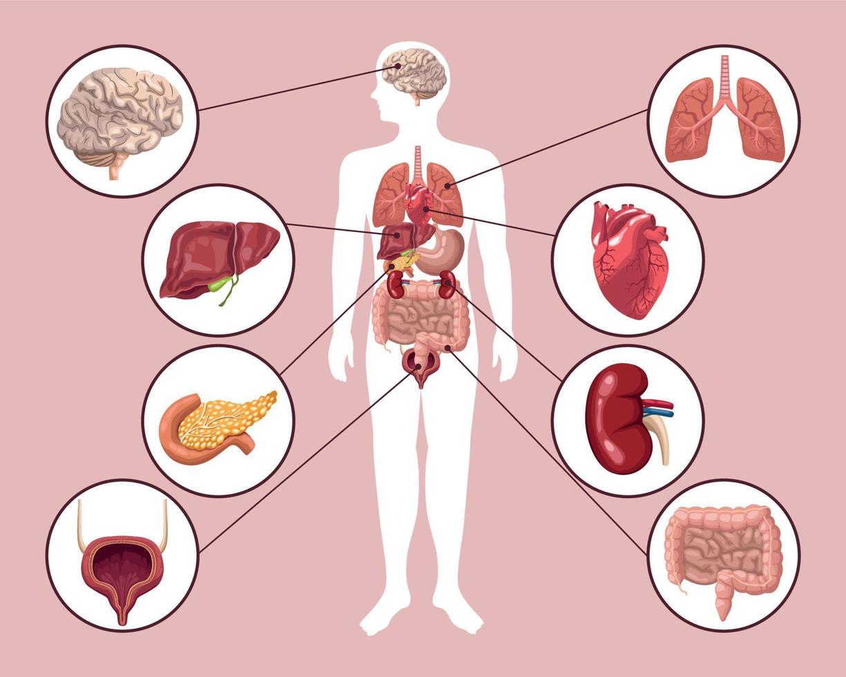 lichaam en acht organen vector
