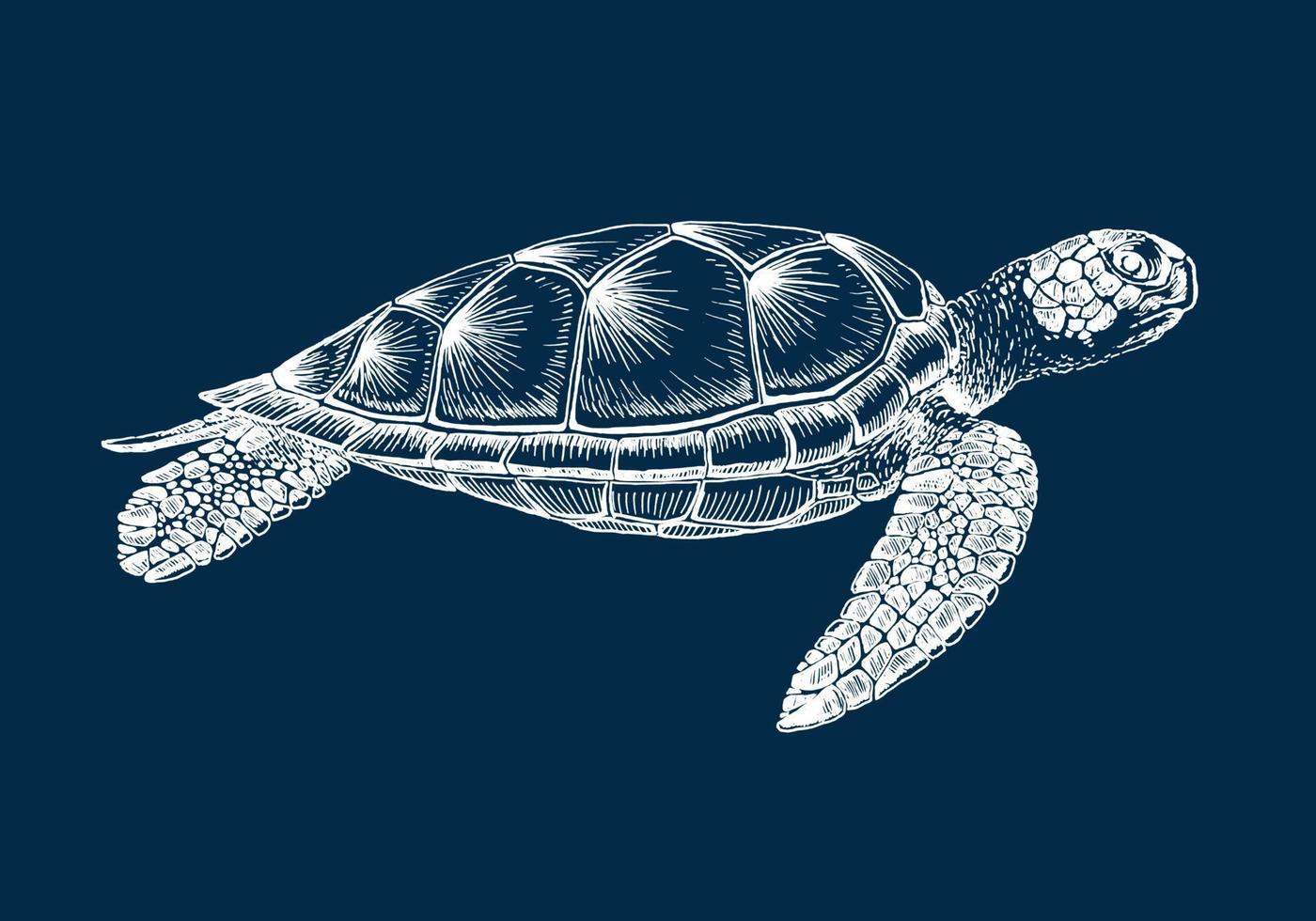 zeeschildpad. handgetekende illustratie geconverteerd naar vector. vector met dier onder water.