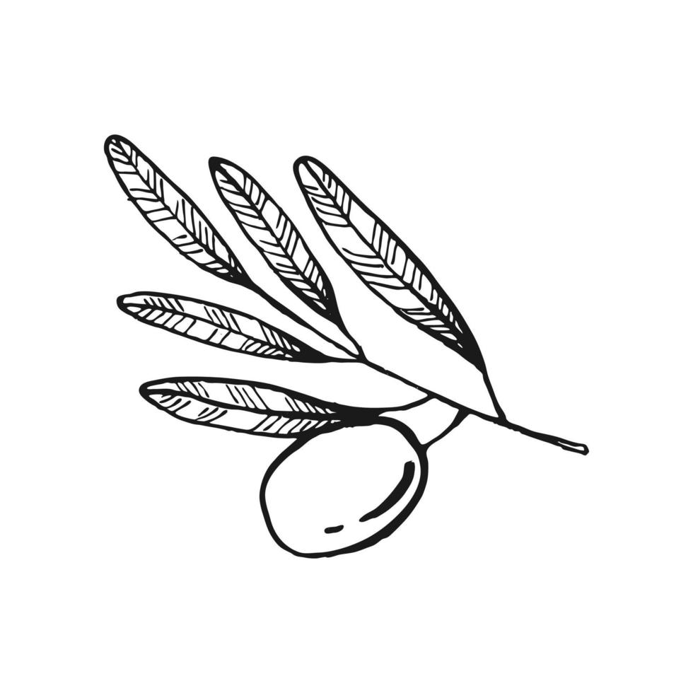olijf takken. olijf fruit bos en olijftakken met bladeren. handgetekende illustratie geconverteerd naar vector. vector