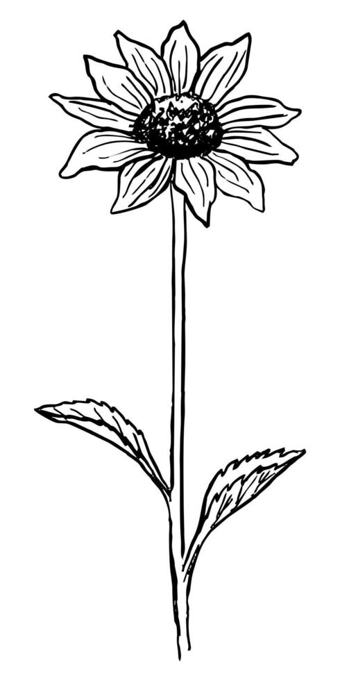 vectortekening van een zwarte bloeiende rudbeckia op een witte achtergrond vector