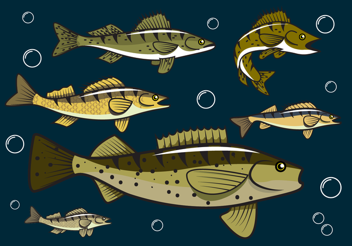 Gratis Walleye Visser Vector