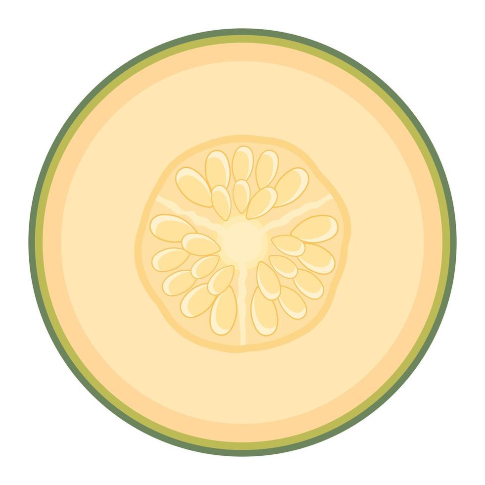 verse halve meloen fruit geïsoleerd op een witte achtergrond. Cantaloupe meloen. zomerfruit voor een gezonde levensstijl. biologisch fruit. cartoon-stijl. vectorillustratie voor elk ontwerp. vector