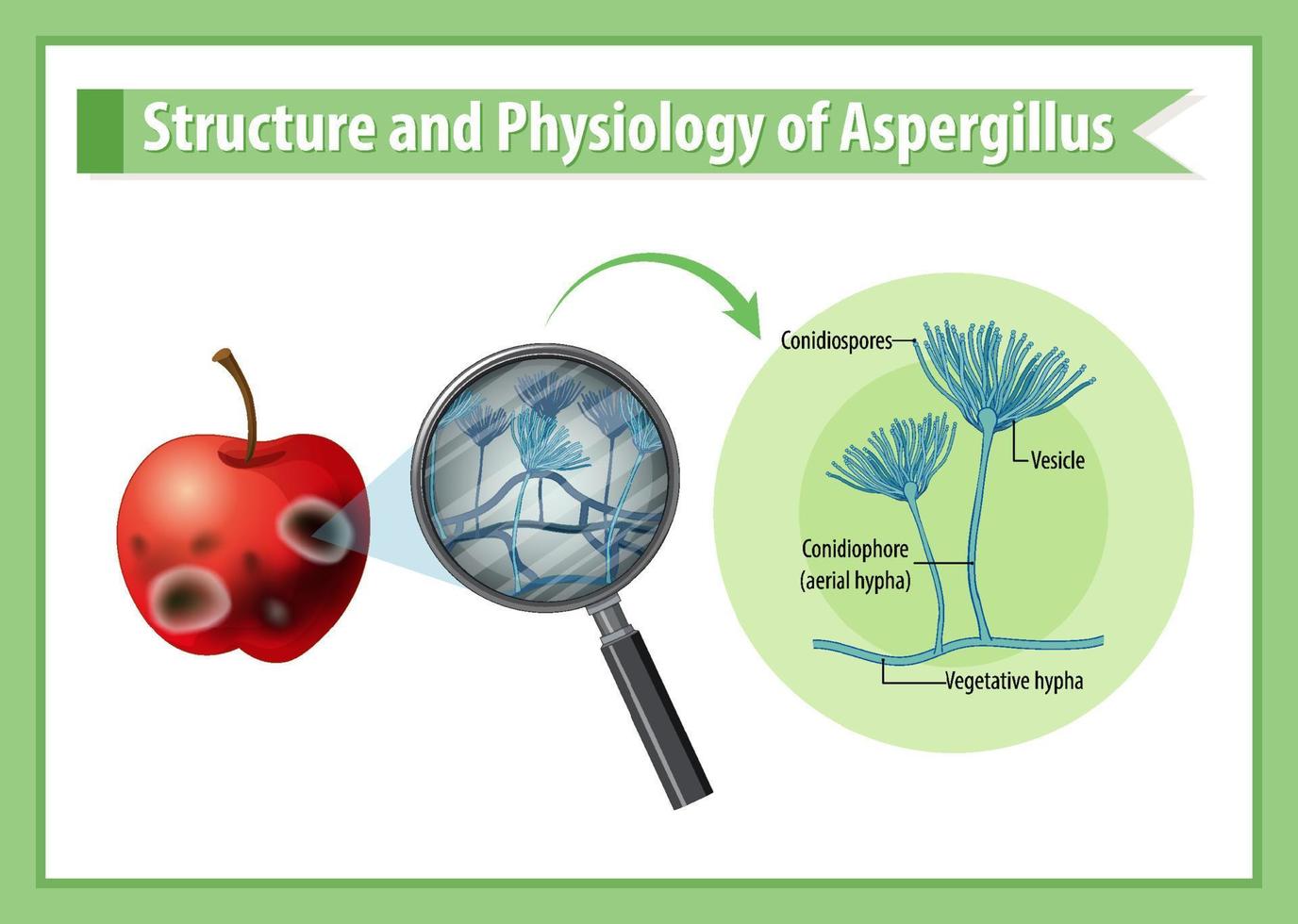 structuur en fysiologie van appelaspergillus vector