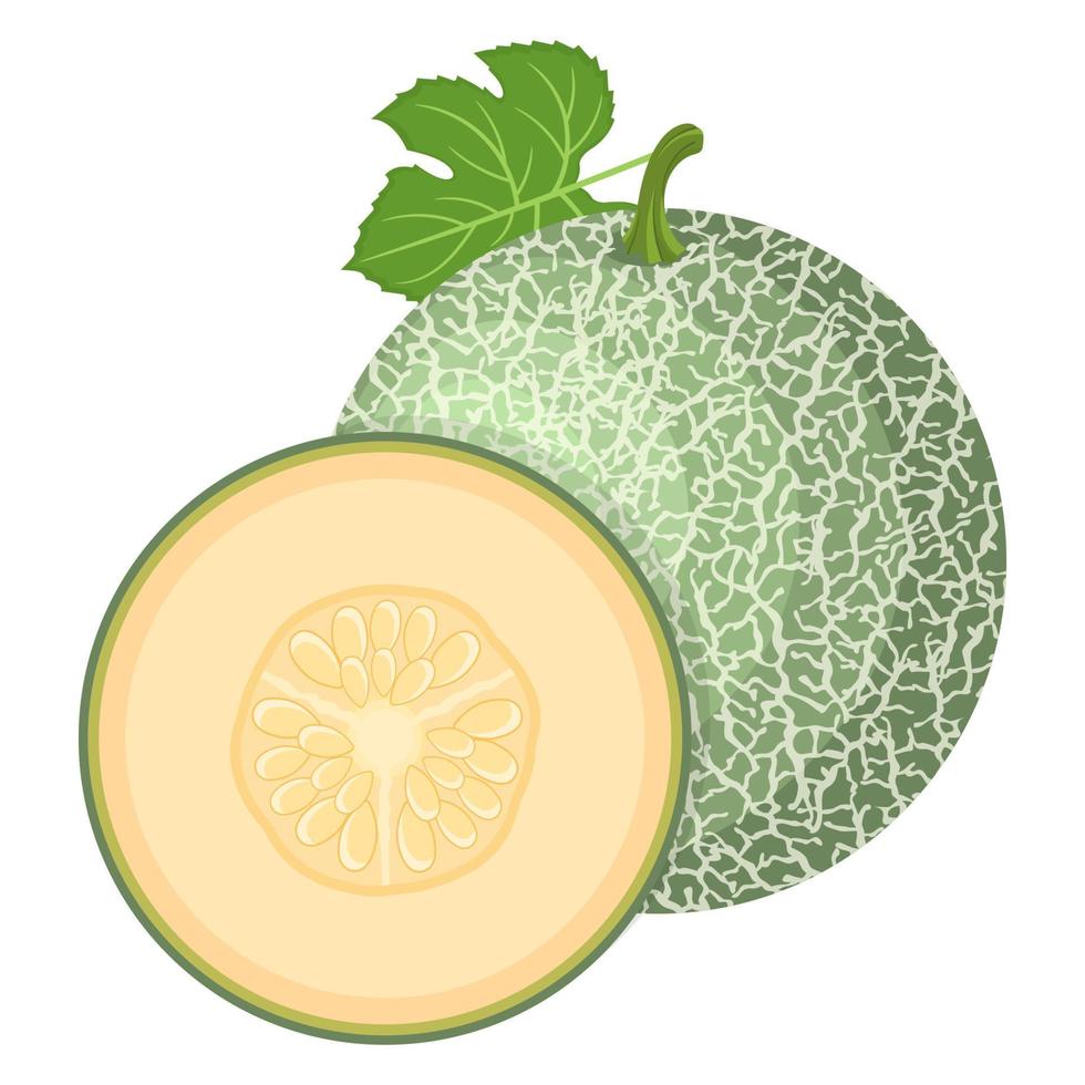 vers geheel, half meloen fruit geïsoleerd op een witte achtergrond. Cantaloupe meloen. zomerfruit voor een gezonde levensstijl. biologisch fruit. cartoon-stijl. vectorillustratie voor elk ontwerp. vector