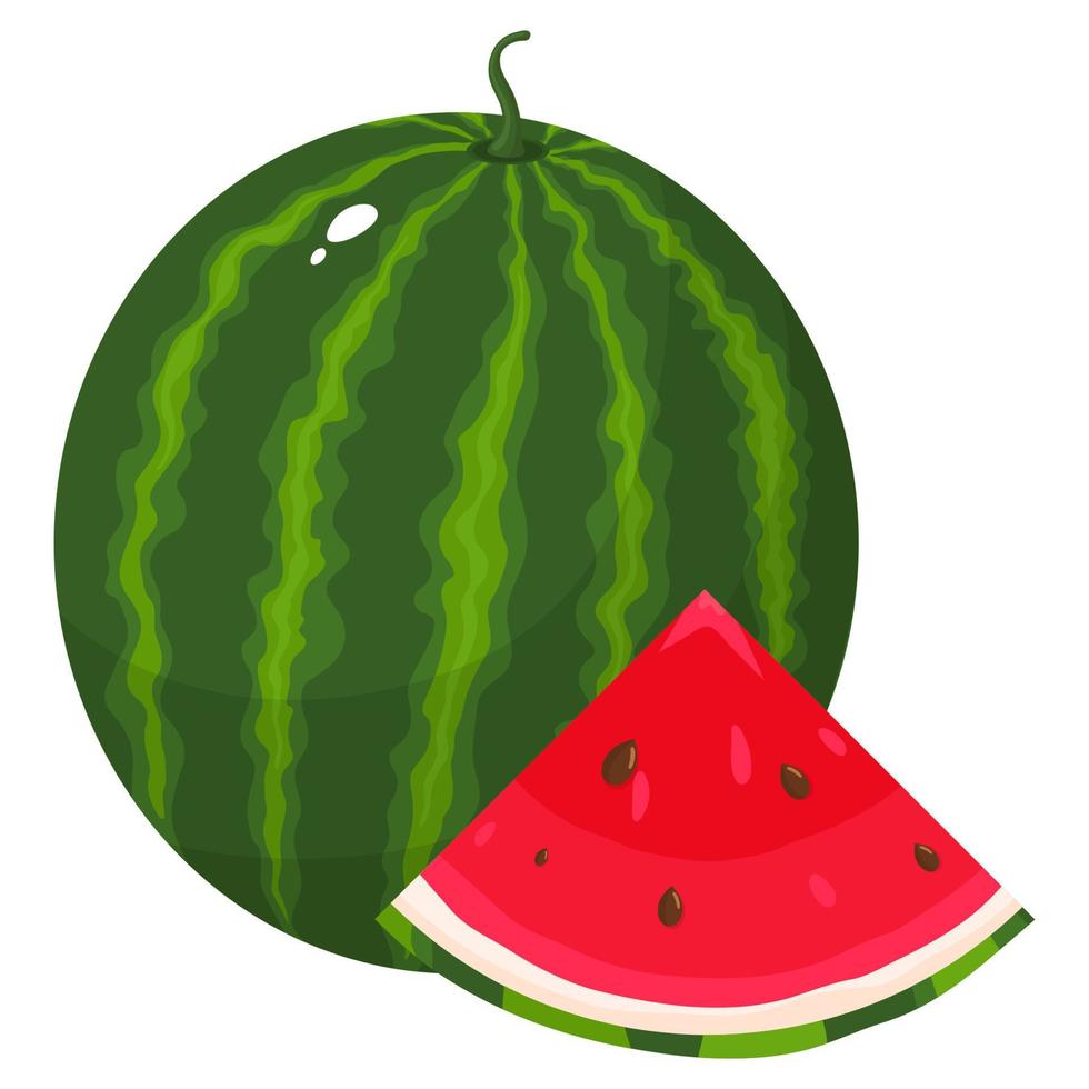 vers geheel en gesneden segment watermeloen fruit geïsoleerd op een witte achtergrond. zomerfruit voor een gezonde levensstijl. biologisch fruit. cartoon-stijl. vectorillustratie voor elk ontwerp. vector