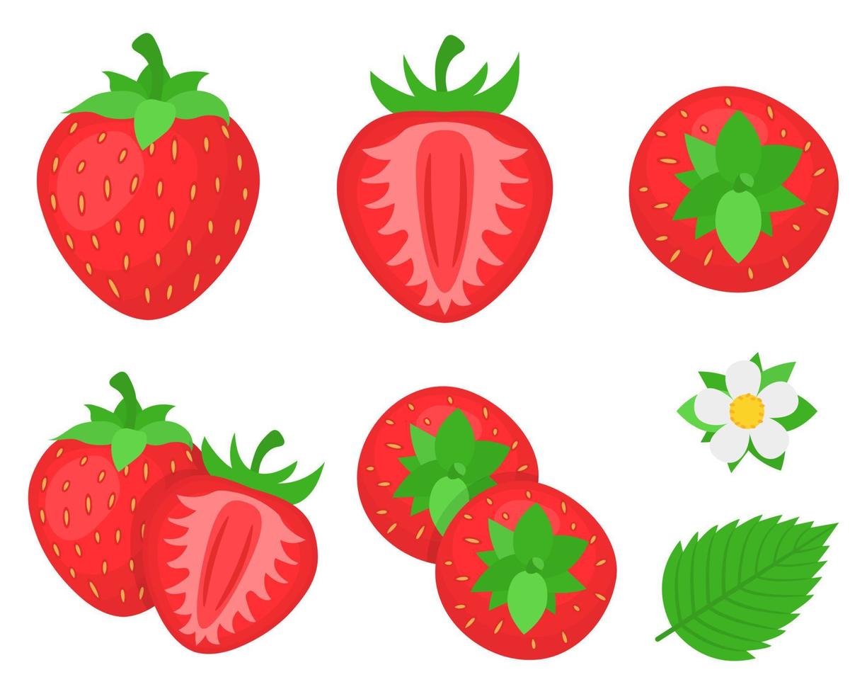 set van verse heldere exotische hele, halve aardbeien en bloemen geïsoleerd op een witte achtergrond. zomerfruit voor een gezonde levensstijl. biologisch fruit. cartoon-stijl. vectorillustratie voor elk ontwerp. vector