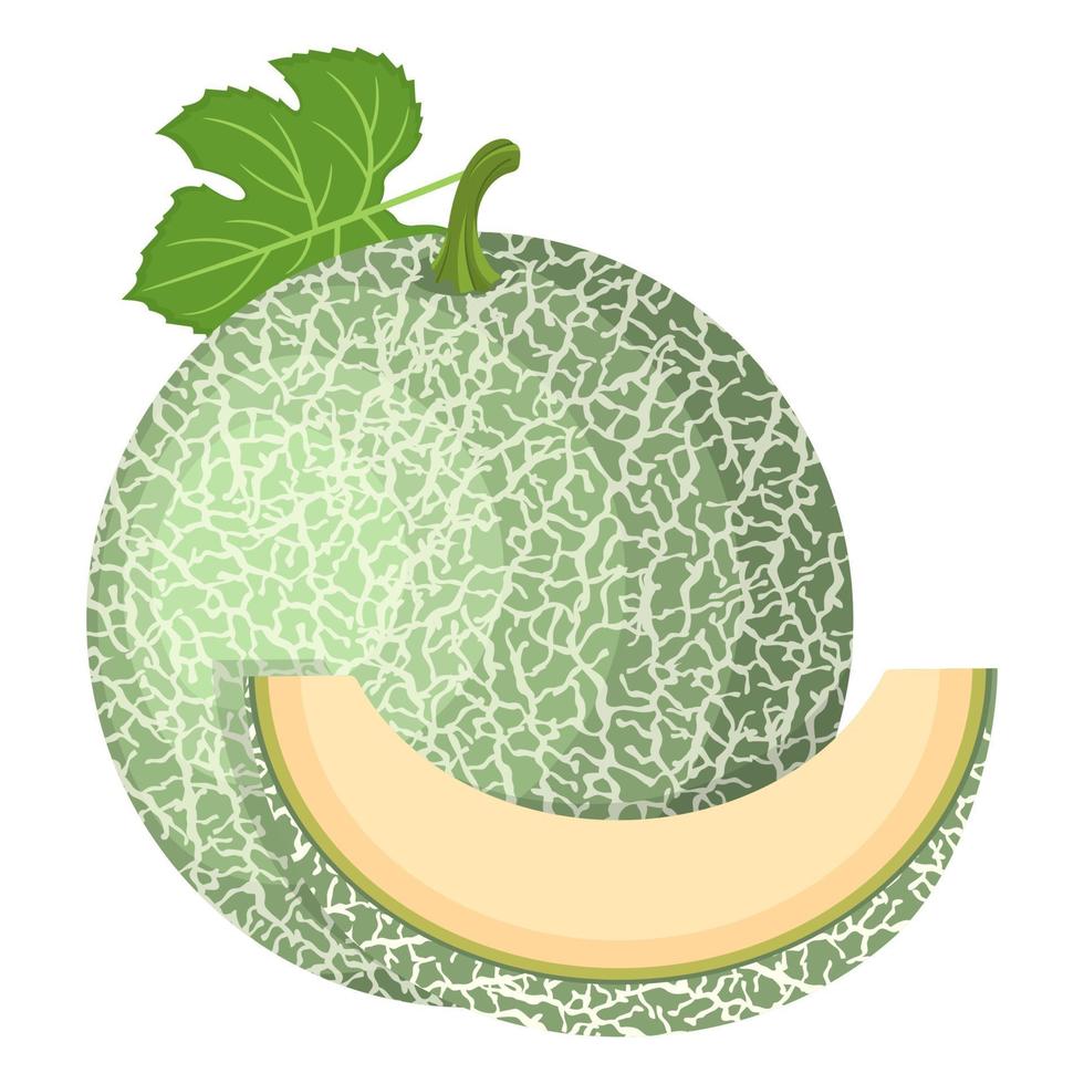vers geheel, gesneden segment meloen fruit geïsoleerd op een witte achtergrond. Cantaloupe meloen. zomerfruit voor een gezonde levensstijl. biologisch fruit. cartoon-stijl. vectorillustratie voor elk ontwerp. vector