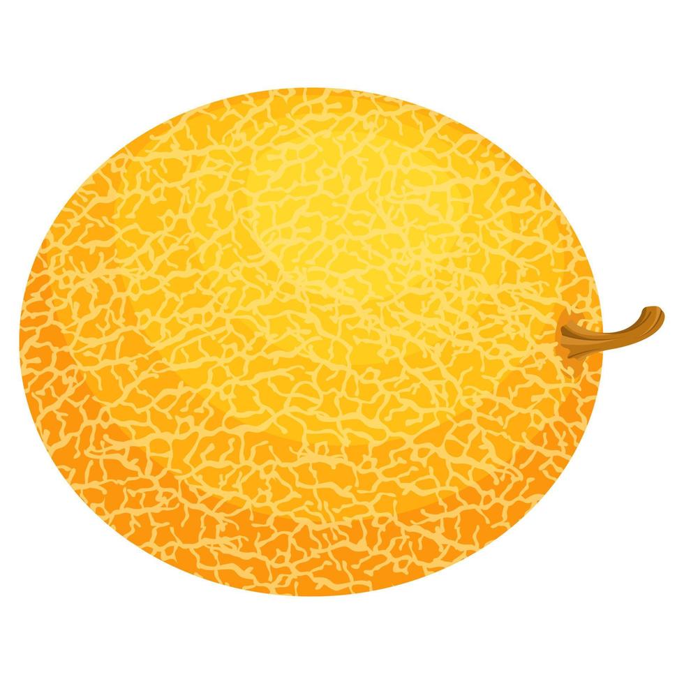 verse hele meloen fruit geïsoleerd op een witte achtergrond. Honing meloen. zomerfruit voor een gezonde levensstijl. biologisch fruit. cartoon-stijl. vectorillustratie voor elk ontwerp. vector