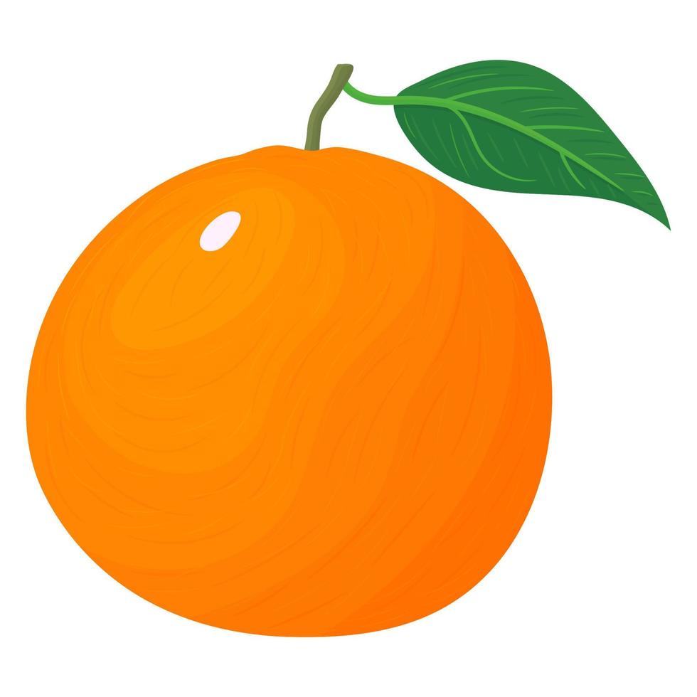 verse heldere exotische hele grapefruit geïsoleerd op een witte achtergrond. zomerfruit voor een gezonde levensstijl. biologisch fruit. cartoon-stijl. vectorillustratie voor elk ontwerp. vector