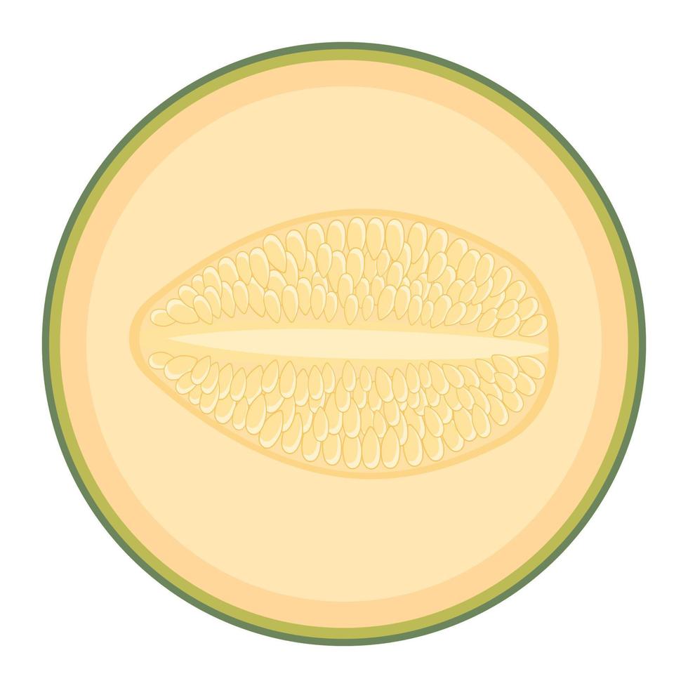 verse halve meloen fruit geïsoleerd op een witte achtergrond. Cantaloupe meloen. zomerfruit voor een gezonde levensstijl. biologisch fruit. cartoon-stijl. vectorillustratie voor elk ontwerp. vector