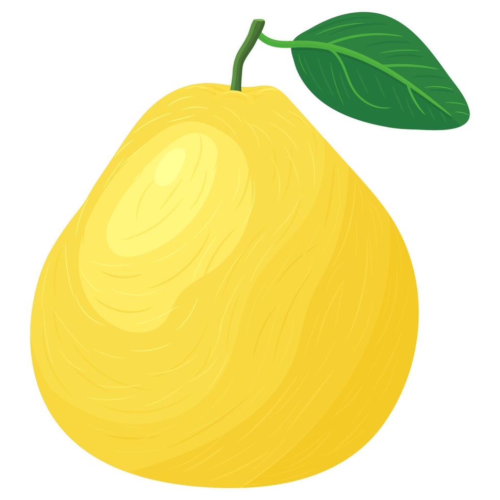 verse heldere exotische hele gele pomelo fruit geïsoleerd op een witte achtergrond. zomerfruit voor een gezonde levensstijl. biologisch fruit. cartoon-stijl. vectorillustratie voor elk ontwerp. vector